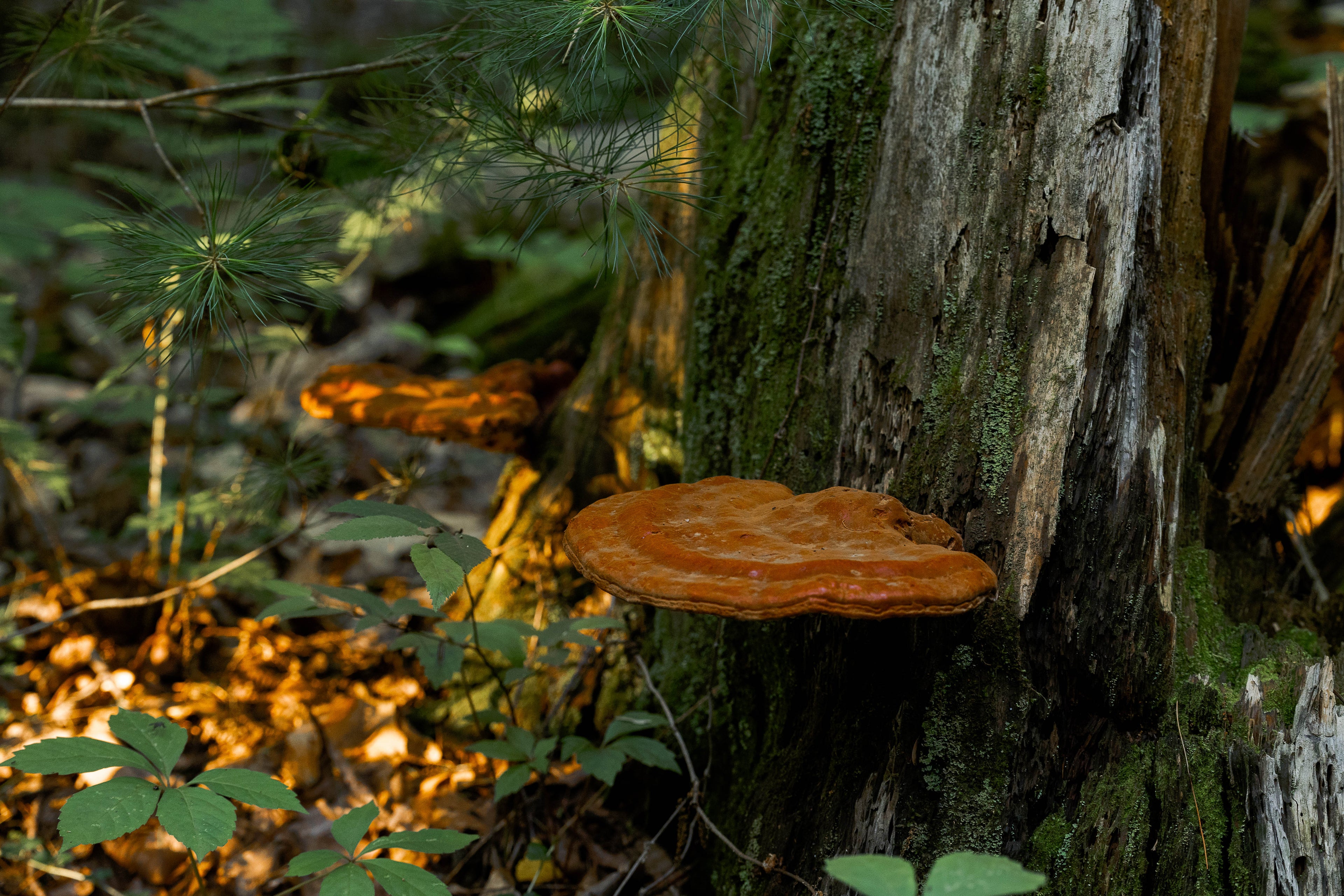 reishi mushrooms