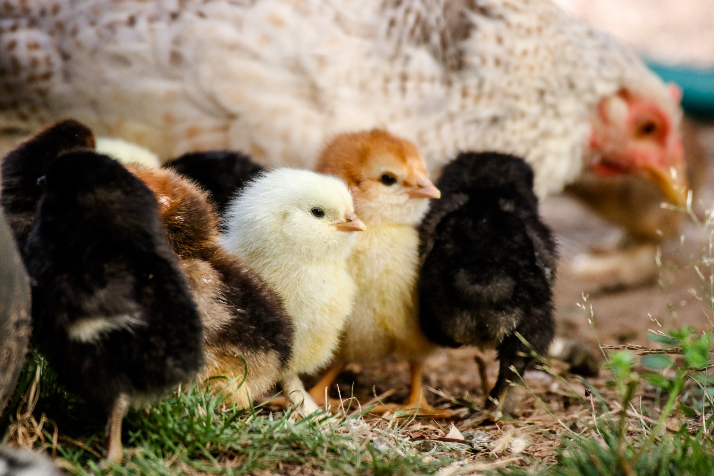 hen and chicks